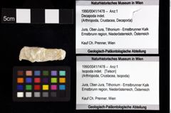 Foto (Objket + Etiketten) von Decapoda indet. 